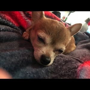 Meet your Posher, Amira